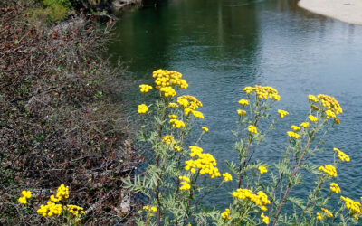 Report Vegetazione riparia